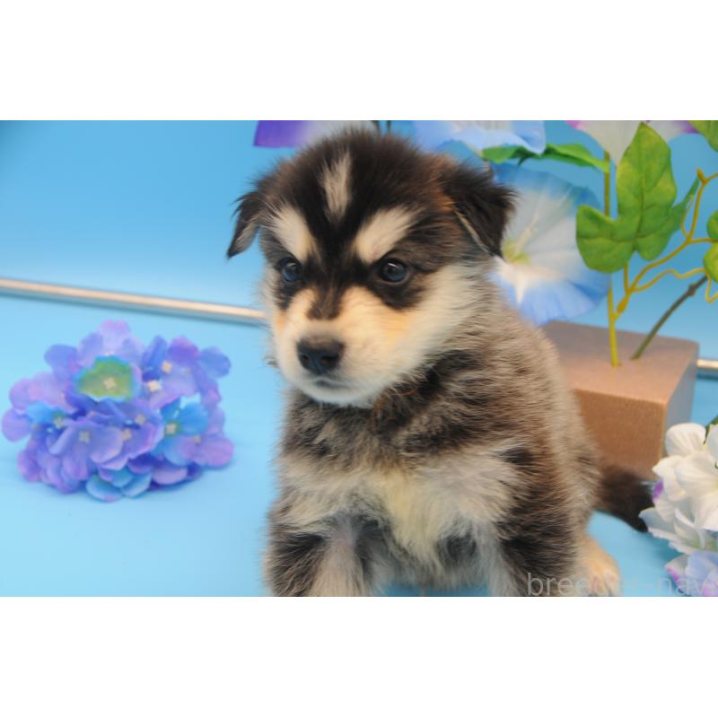 販売中の岡山県のミックス犬-399889の1枚目